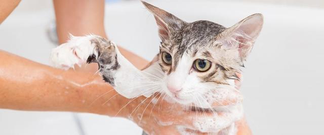 bagno al gatto