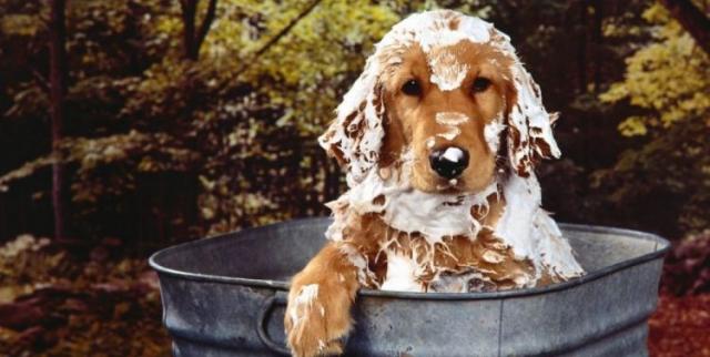 shampoo pulci cane