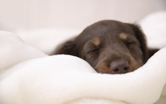 Quando Aprono Gli Occhi I Cani Mondopetsit