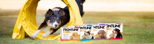 frontline gold cane