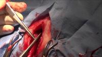 uretrostomia perineale nel gatto