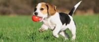 beagle per bambini