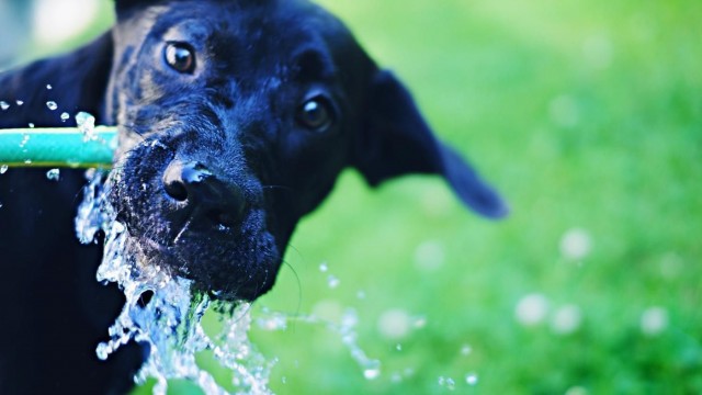 cane beve dalla fontana