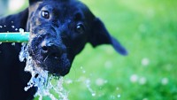 cane beve dalla fontana