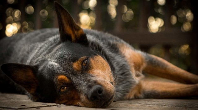 cane non si alza
