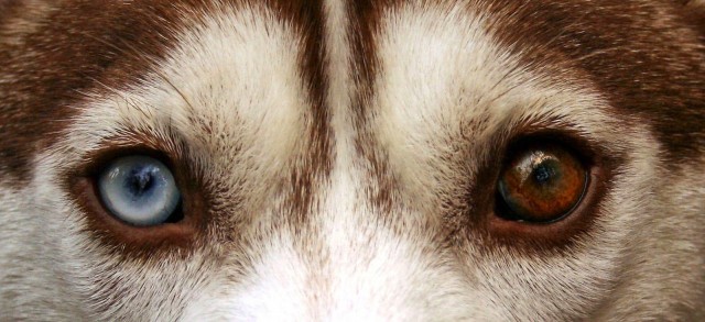 Eterocromia Quando Il Cane Ha Gli Occhi Di Colore Diverso