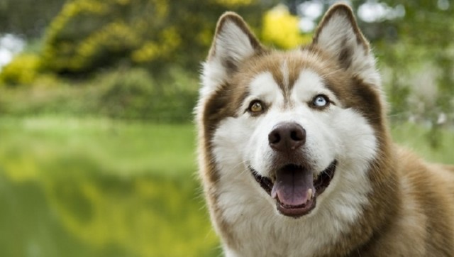 cane occhi colore diverso