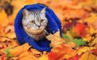 malattie gatto in autunno