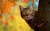 gatti in autunno