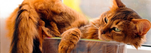 gatto letargico