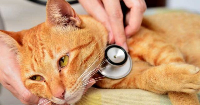 gatto ictus