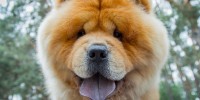 cane chow chow