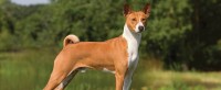 cane basenji