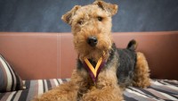 cane Welsh Terrier