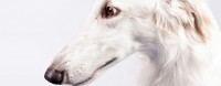 cane Borzoi