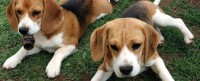 cane Beagle