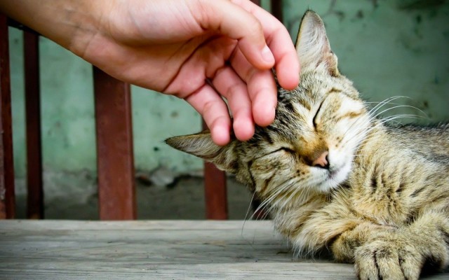 carezze al gatto