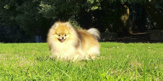 volpino pomerania nano