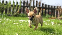 chihuahua nano