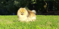 volpino pomerania nano