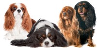 Cavalier King nano