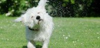 cane si scrolla acqua