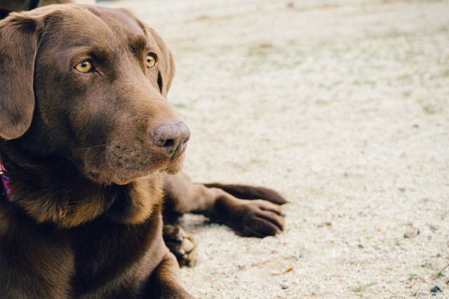 la vaginite da cucciolo provoca minzione frequente