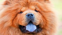 chow chow