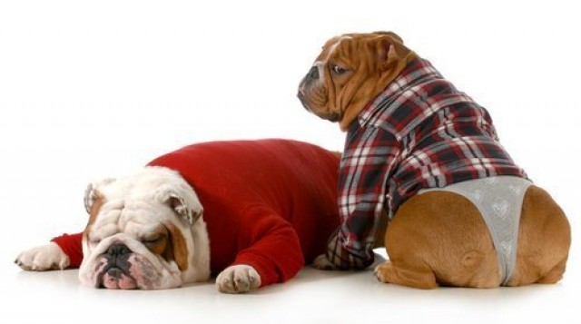 problemi erezione cane
