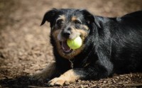 cane gioca pallina tennis