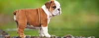 bulldog inglese