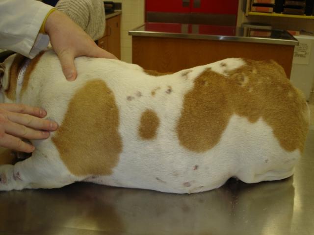 Foto Cefpodoxime Proxetil - Farmaci per cani e gatti