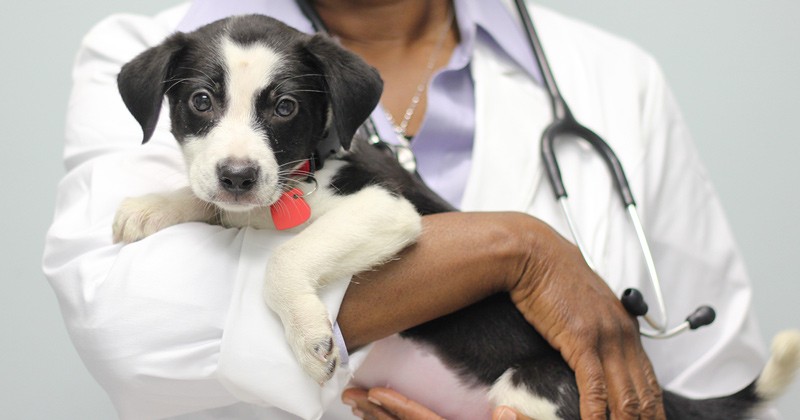 vaccinazione cane