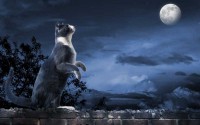 gatto caccia di notte