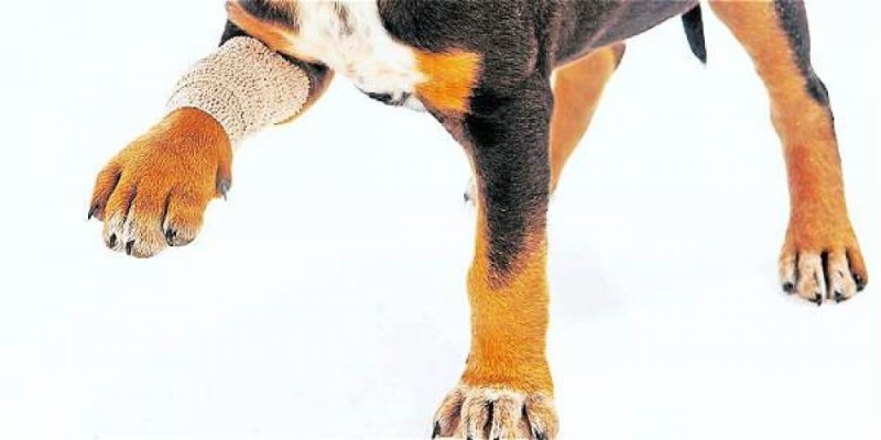 zampa cane