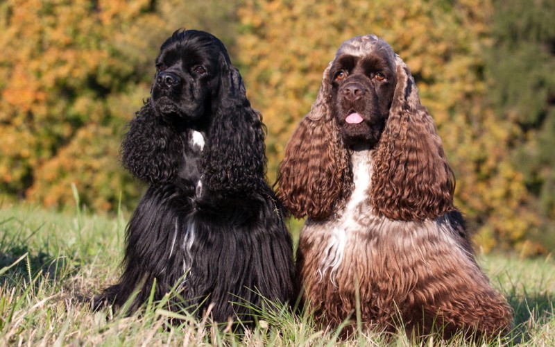American Cocker Spaniel