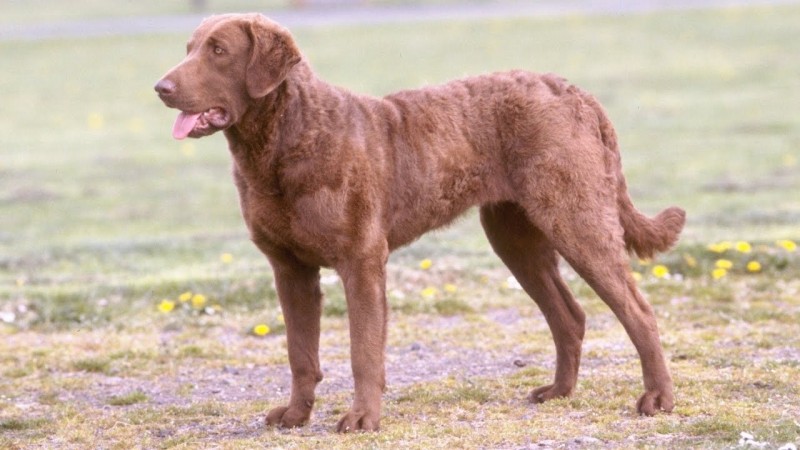 Chesapeake Retriever