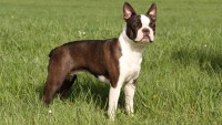 Boston terrier