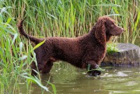 Cane da acqua americano