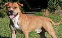 American Staffordshire Terrier