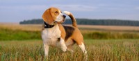 Coonhound inglese americano