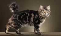 gatto Bobtail americano