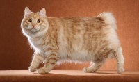 Kurilian Bobtail