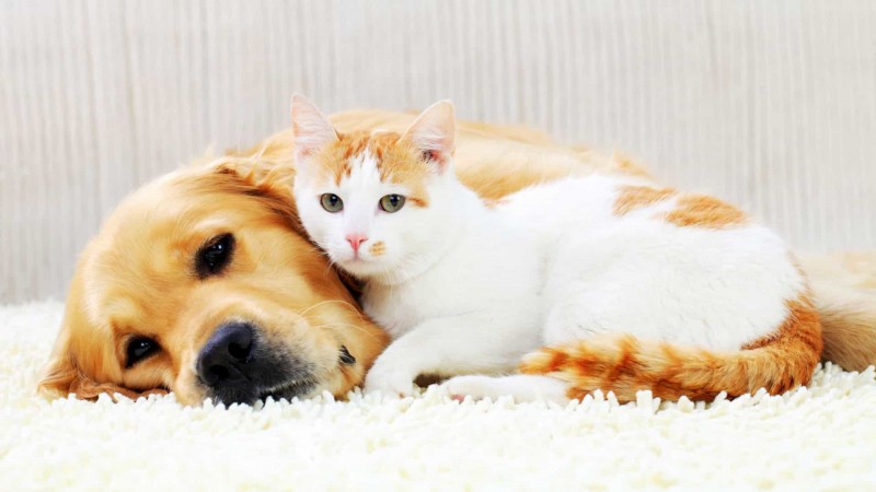 intelligenza cane o gatto