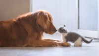 cane e gatto