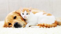 intelligenza cane o gatto