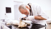 visita otorino cane
