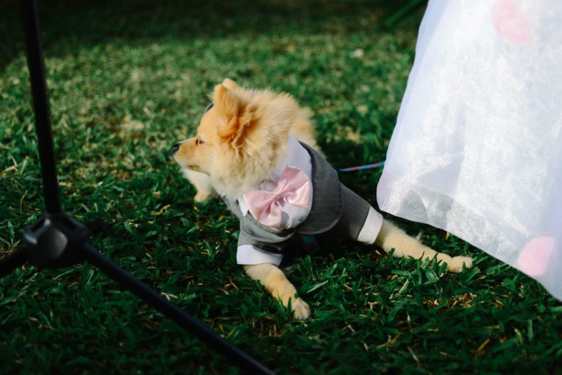 matrimonio vestiti cane