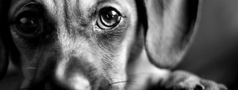 cane malato di cancro