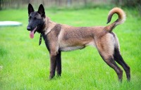 pastore belga Malinois